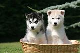 SIBERIAN HUSKY 1012